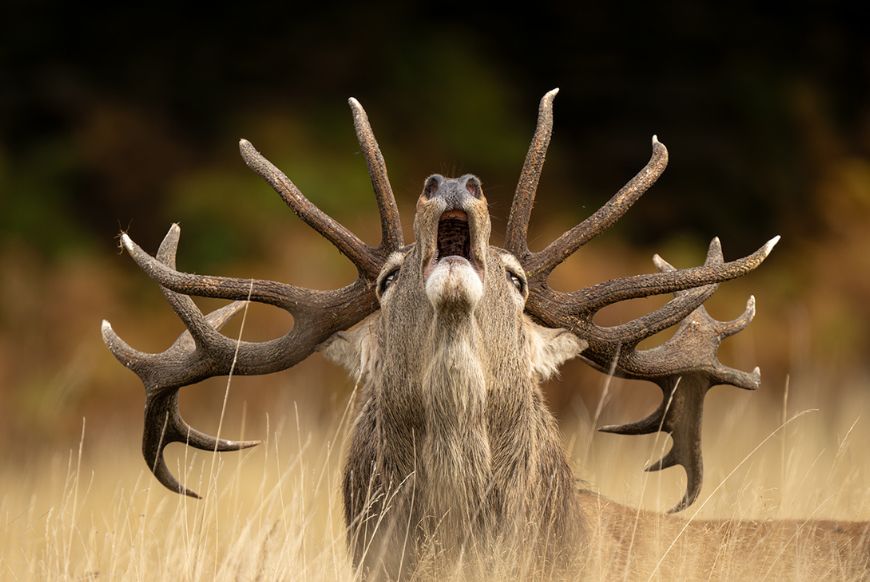 A deer with large antlers